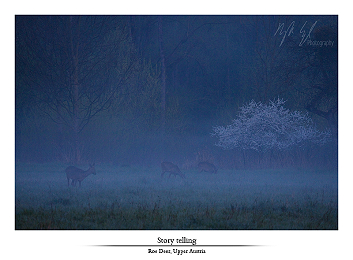 Spring deer impressions