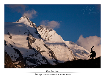 Alpine ibexes part II