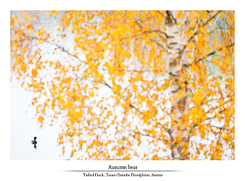 Autumn birds