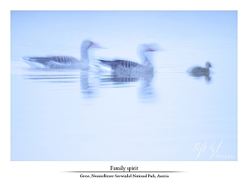 Birds of pannonia