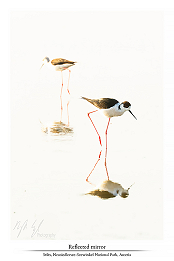 Eastern birds part II
