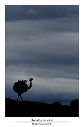 Birds of Patagonia part I - Patagonia part X