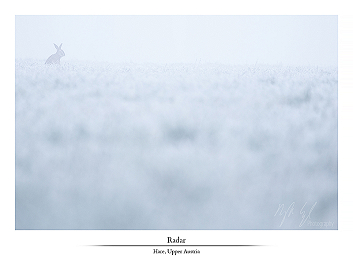 Vivid Austrian leftovers