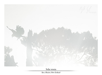 Birds gallery update
