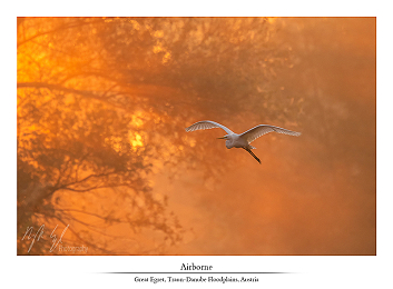 Wetlands of gold part II