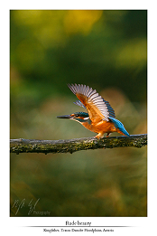 Colorful friends part II