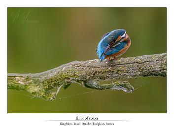 Colorful friends part I