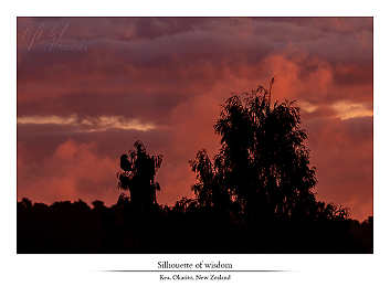 Feathered fellows part II - New Zealand part XVII