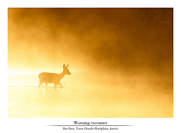 Wetlands of gold part I