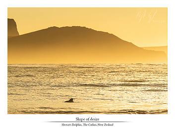 Swell of gold part I - New Zealand part I