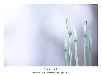 Early flowering friends part I