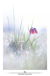 Spring patterns of beauty part II