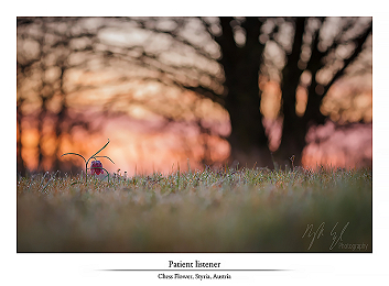 Spring patterns of beauty part III