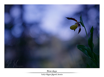 The queen of orchids part I