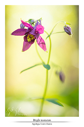 Floral pleasures