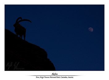 Alpine ibexes part IV