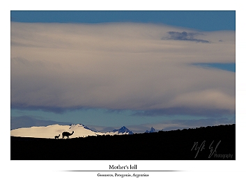 Charismatic wooly residents - Patagonia part VIII