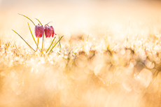 Meine Workshops